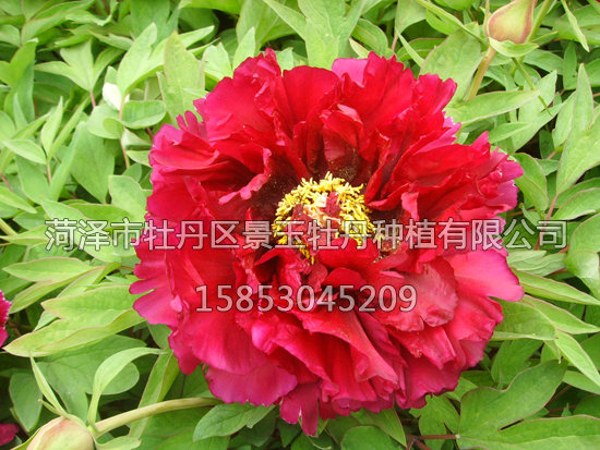 皺瓣紅