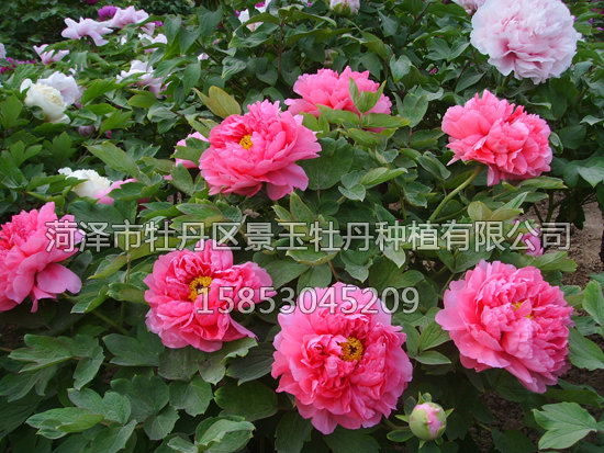 春紅嬌艷