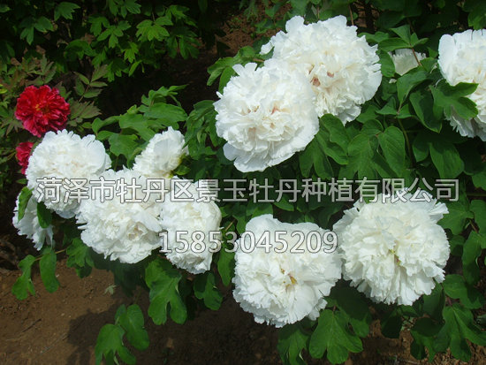 香玉.1...JPG
