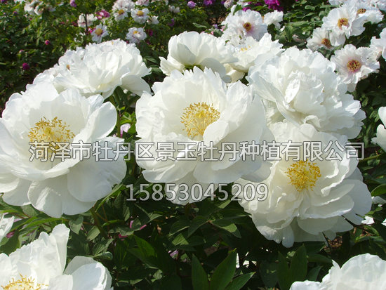 60.白雪公主2.JPG
