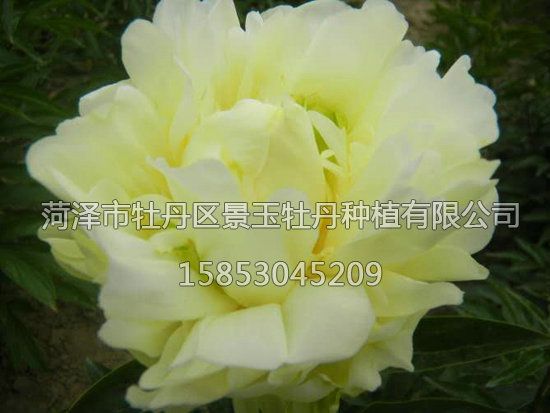 黃金輪，芍藥.jpg